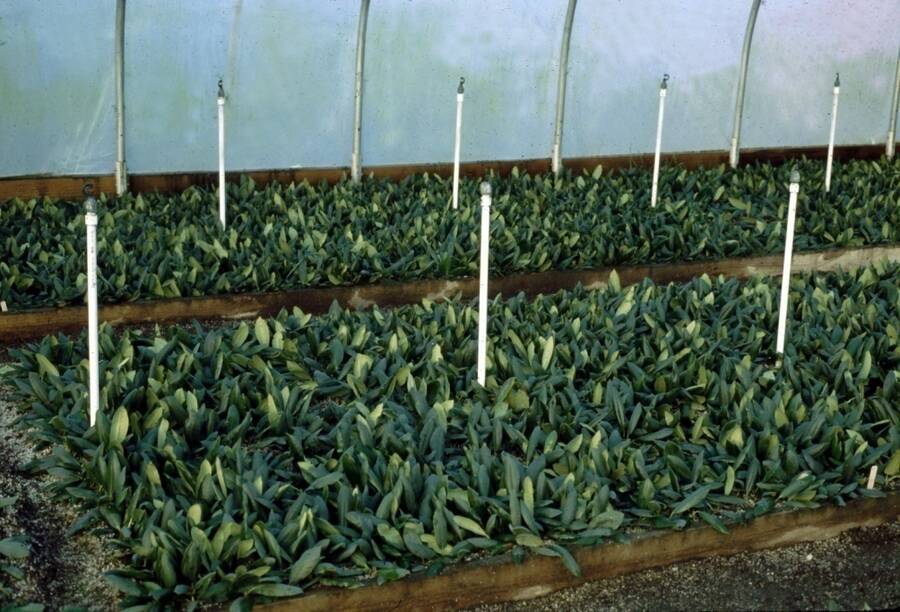 Photo showing mist system inside a greenhouse.