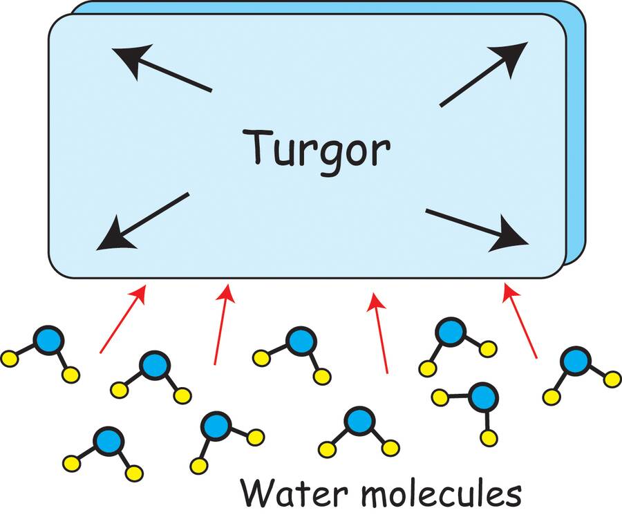 Illustration showing a cell with inner turgor pressure pushing outward, while water molocules outside the cell push intward.