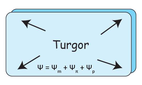 Illustration of water potential formula with turgor pressure spreading in all directions in the cell.