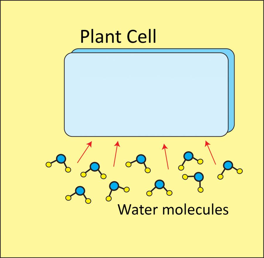 Illustration showing a plant cell with water molecules outside moving into it.