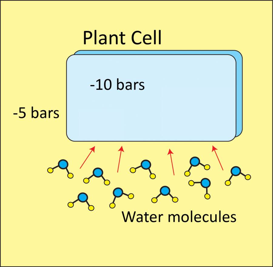 Illustration of plant cell with water about to move into it. Outside the plant has -5 bars osmotic potential, while inside the cell has -10 bars.