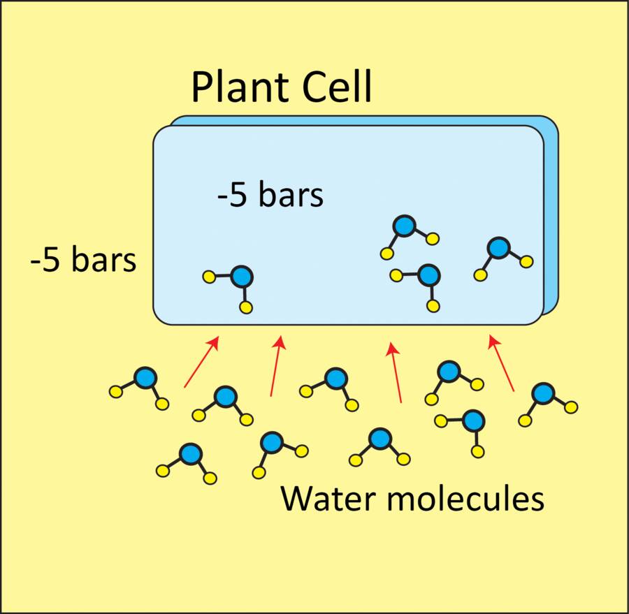 Illustration of plant cell with water molecules both inside and outside of it. Osmotic potential is -5 bars both inside and out.