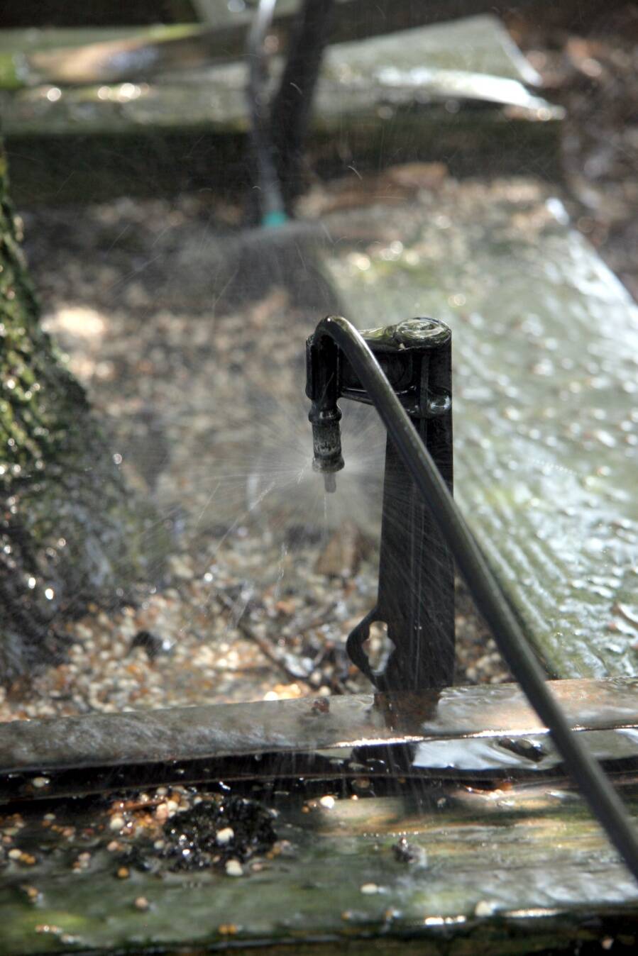Photo of drip irrigation utilizing microsprinkler.