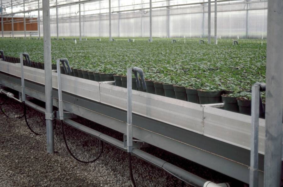 Photo of ebb and flood subirrigation system.