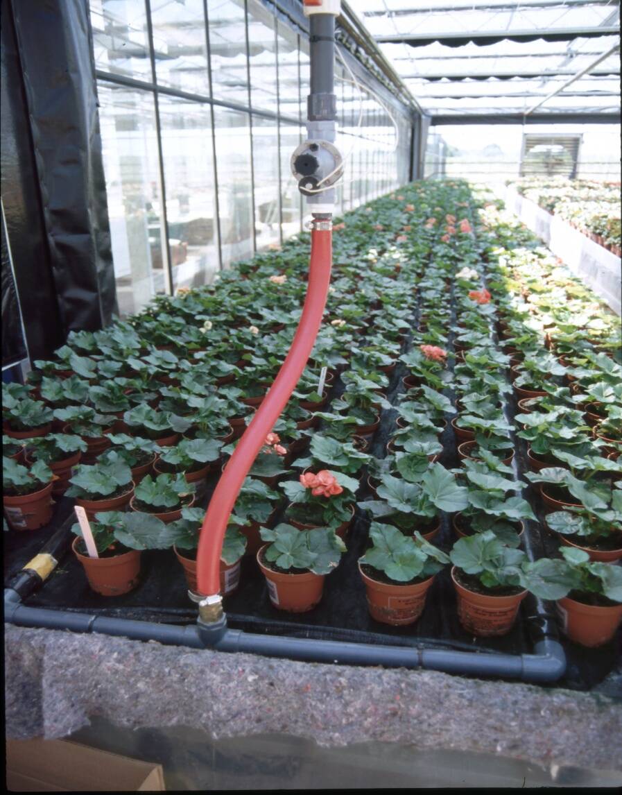 Photo showing capillary mat subirrigation sytem.