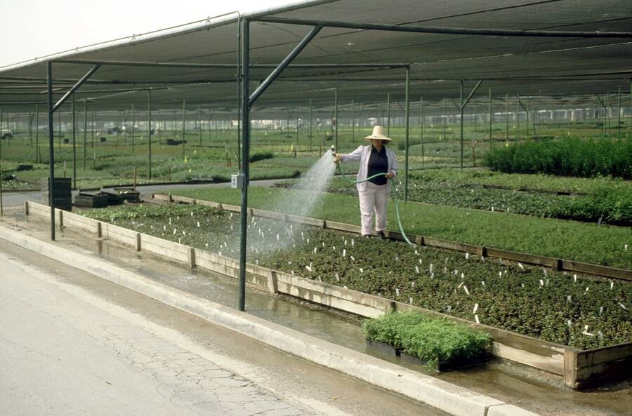 Photo showing overhead watering by hand.