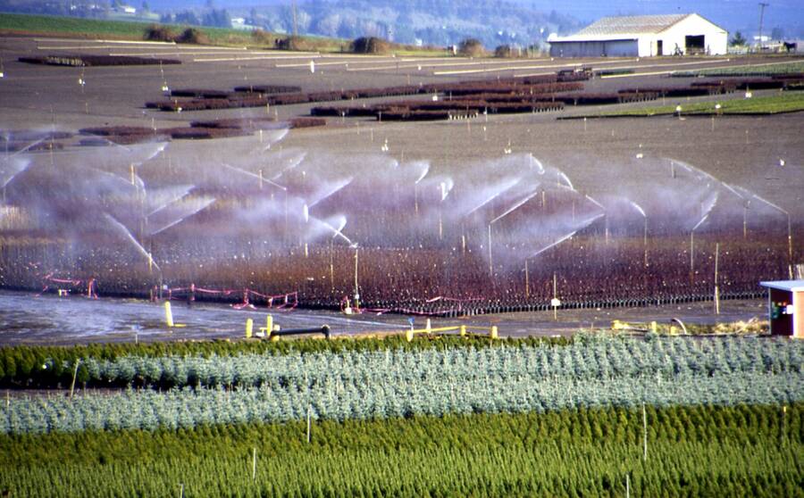 Photo showing sprinkler system of overhead watering.