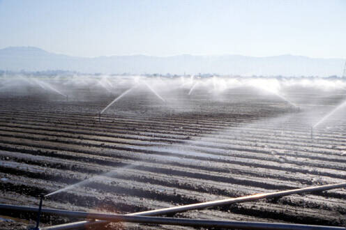 Photo showing sprinkler system of overhead watering.