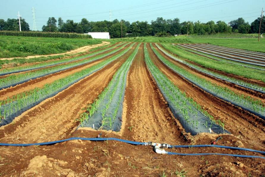 Photo showing drip irrigation.