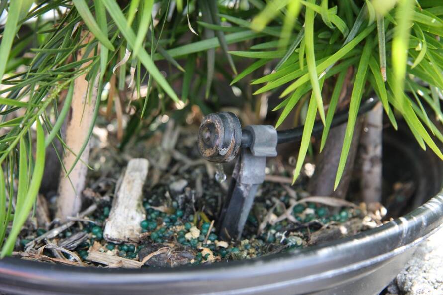 Photo of drip irrigation utilizing microsprinkler.