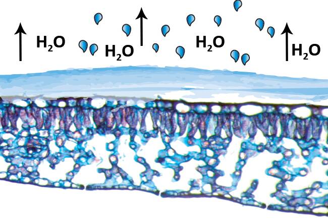 Cross section photo of a leaf with illustration indicating film of water evaporating off leaf surface.