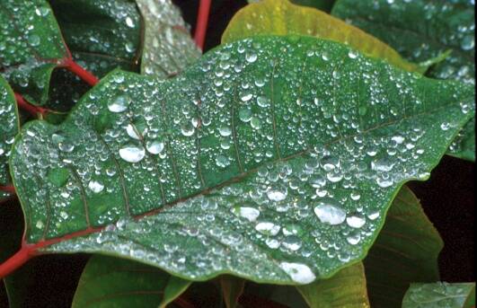 Photo of leaf with water droplets on it.