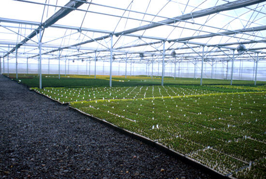 Photo of a ground bed propagation greenhouse with a recirculating hot water system.