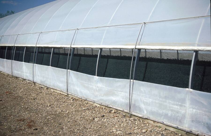 Photo of a poly sided greenhouse with entire wall open as a vent.