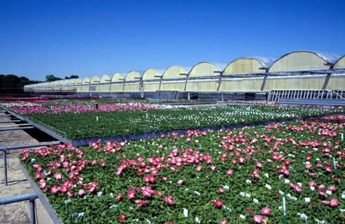 Photo of a poly sided greenhouse with crops outside on movable benches.