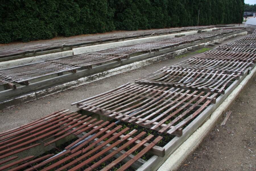 Photo of cold frames.