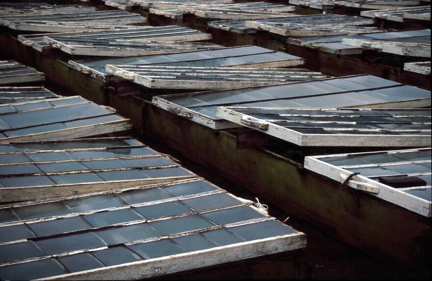 Photo of cold frames with glass covers propped open slightly.