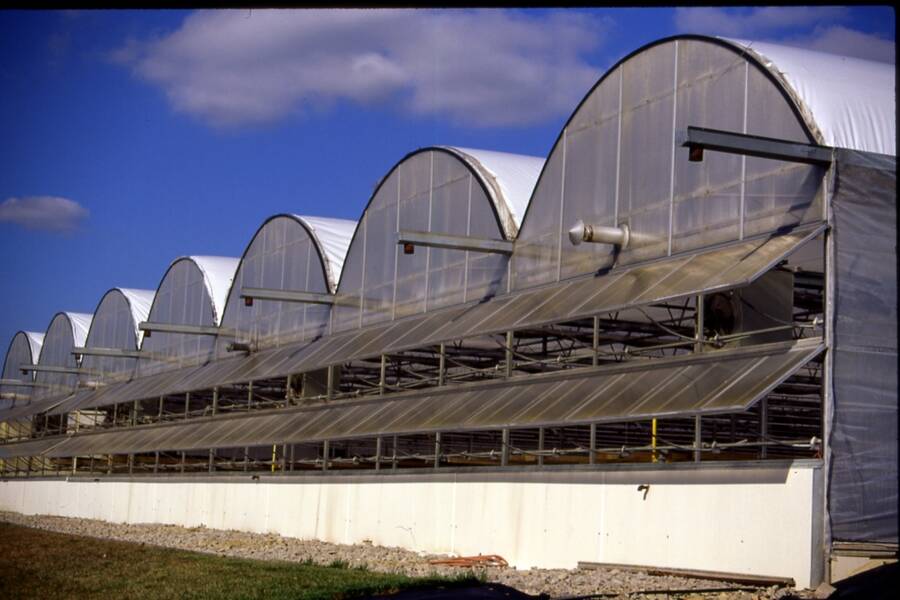Photo of a modern commercial greenhouse.