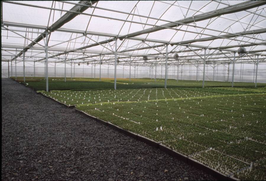 Interior photo of a gable-roof greenhouse.