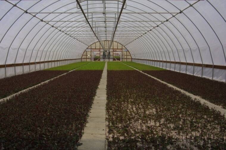 Interior photo of a quonset greenhouse.