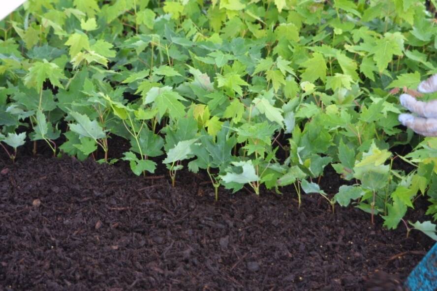 Photo of media with composted hardwood bark.