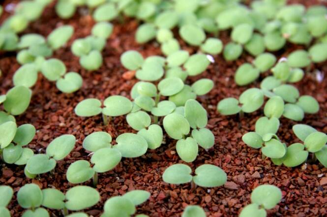 Photo of seedlings in media with aggregate.