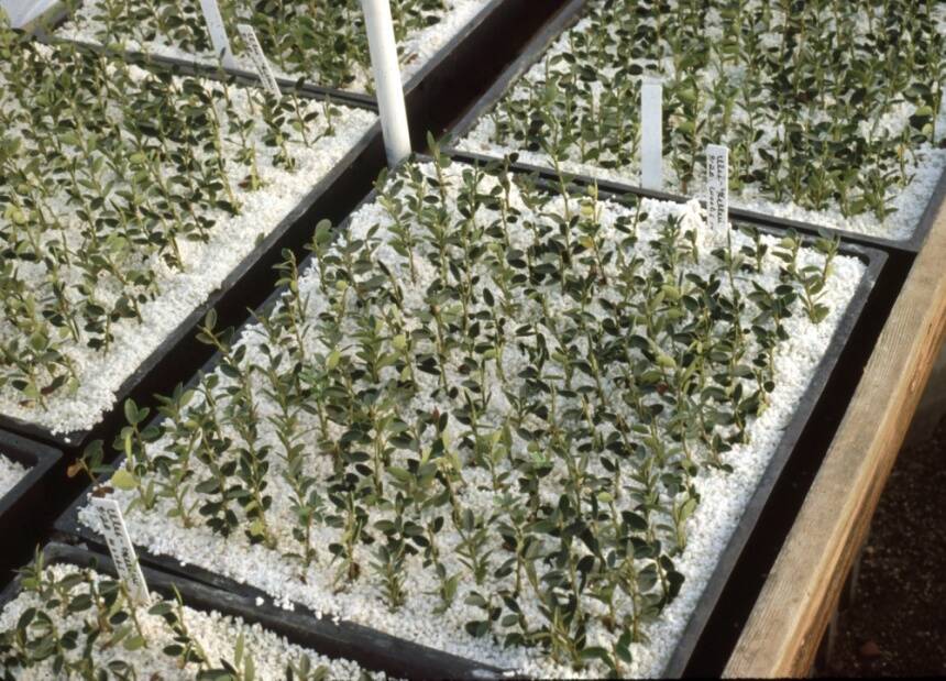 Photo of plants growing in trays containing perlite.