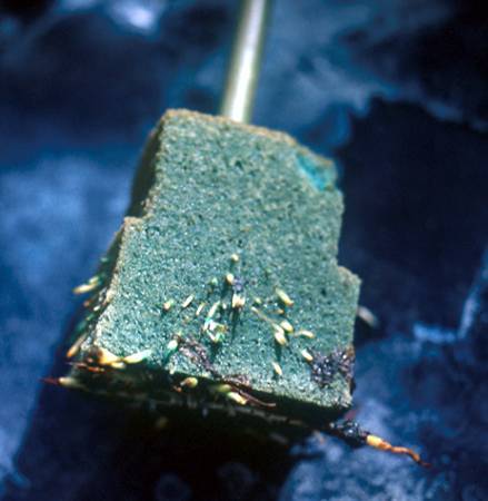 Close up photo of an oasis cube with roots poking out of it.