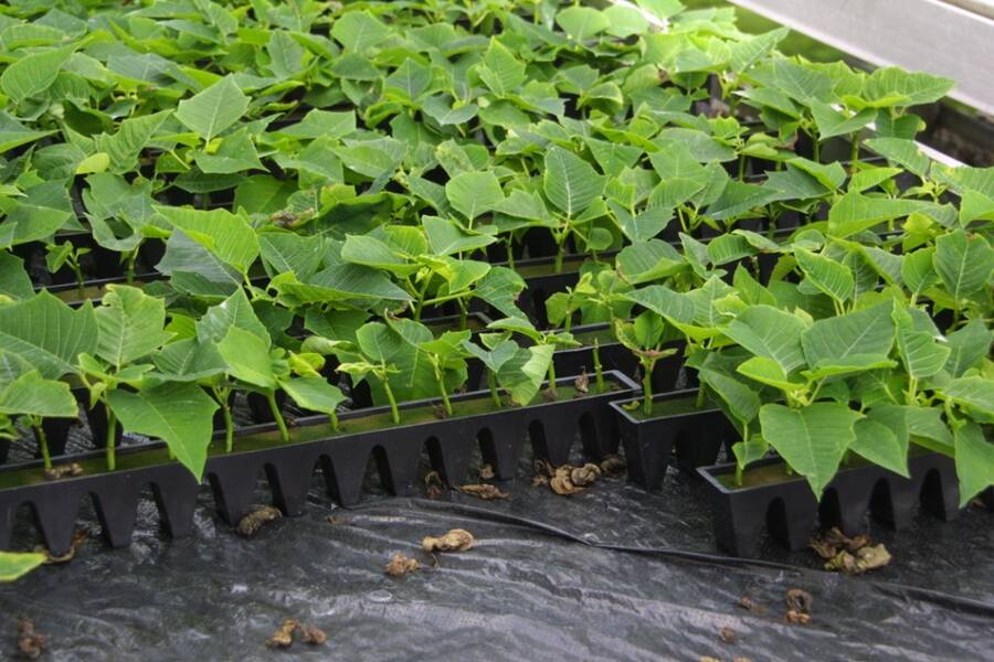 Photo of oasis cubes being used to grow poinsettia.