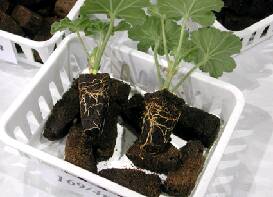 Photo showing two cuttings growing in peat blocks with binder.