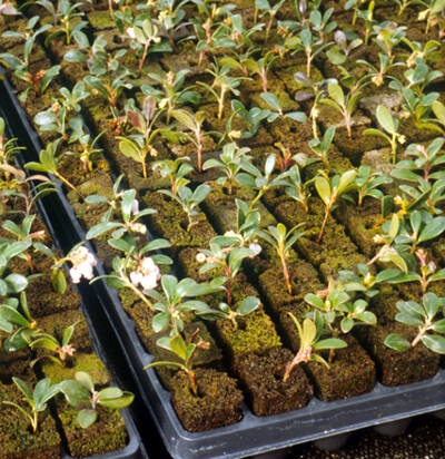 Tray of cuttings growing in small peat blocks with binder.