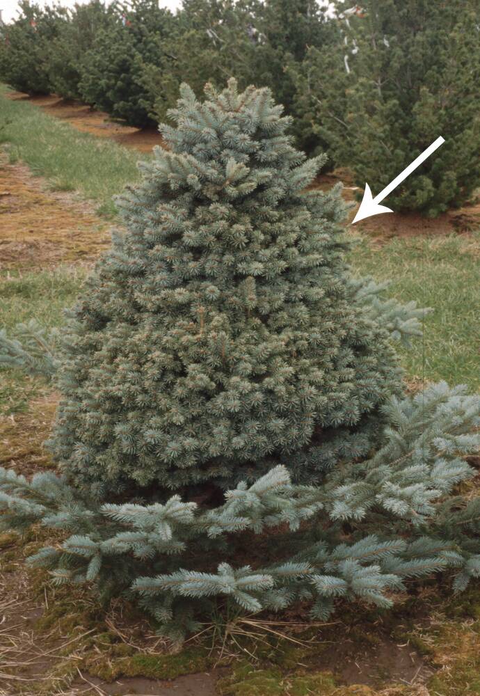 photo of a conifer showing an example of a bud-sport called a witch's broom