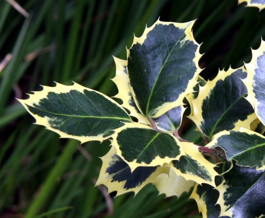 Photo showing an example of a 'sandwich' periclinal chimera. The edges of the leaves are yellow.