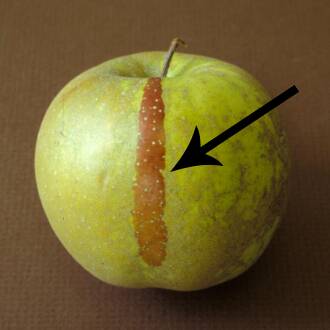 Photo of a yellow apple with a section of mutated red skin pointed out.