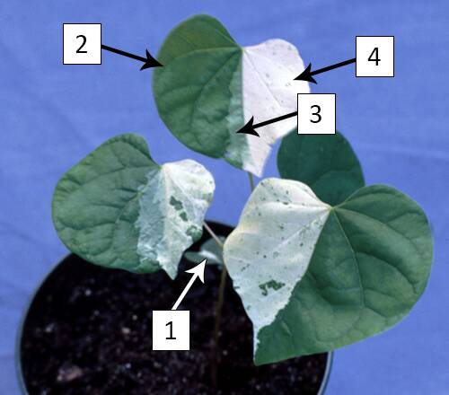 Photo of a chimera redbud (Ceercis canadensis) seedling. The sections are pointed out as stated in the text.