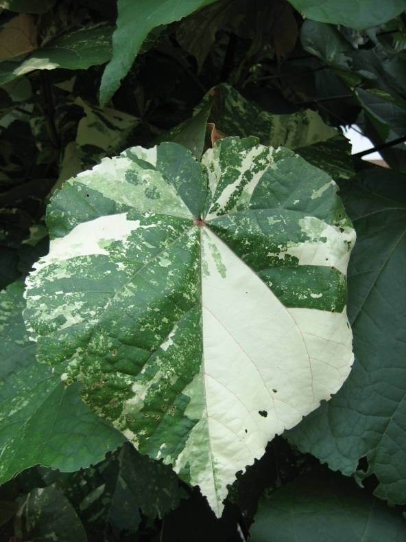 Photo of a chimeral leaf with varied pattern of green and white to compare with other four examples.