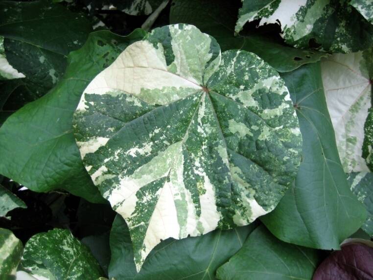 Photo of a chimeral leaf with varied pattern of green and white.