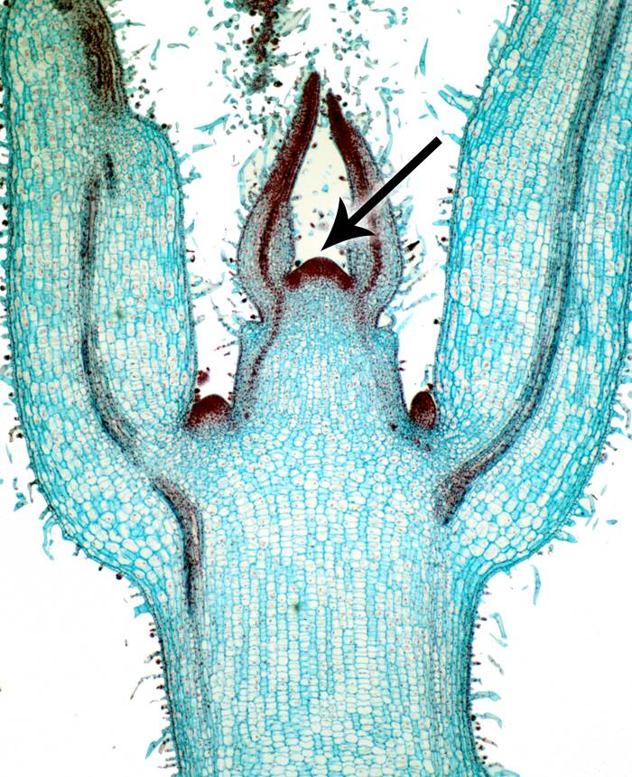 Photomicrograph pointing out the apical meristem.