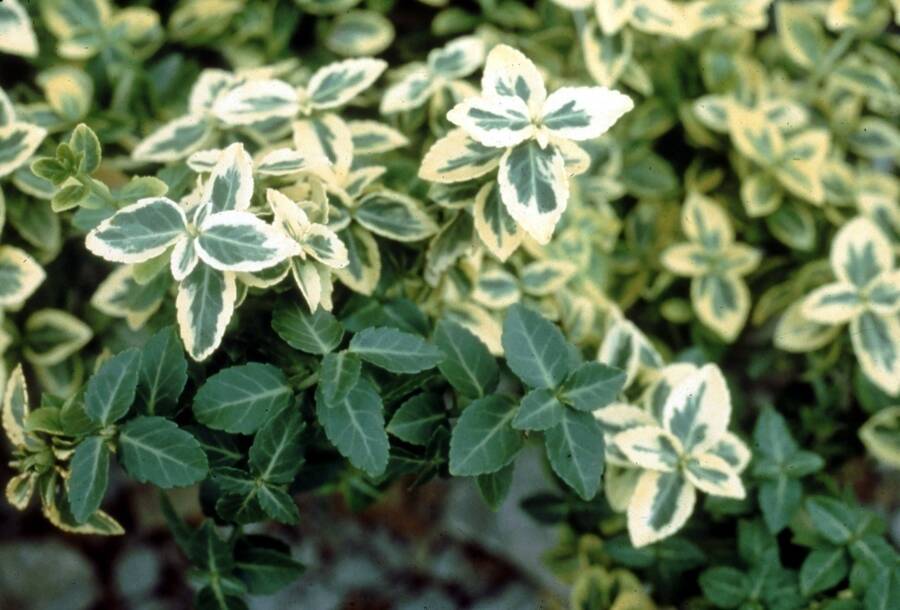 Photo showing an example of Euonymus with all green stems growing amid the variegated stems.