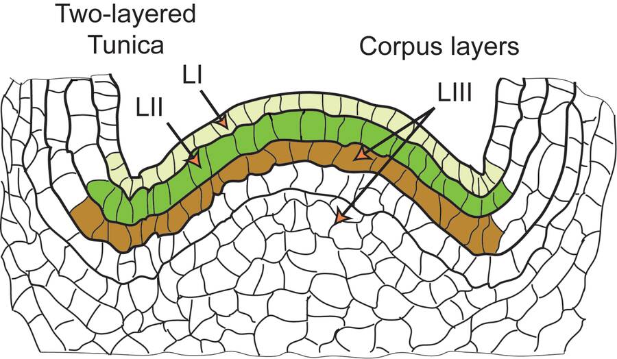 Illustration of a shoot tip with layers LI, LII, and LIII pointed out. LI and LII are associated with the two-layered tunica. LIII is associated with corpus layers.