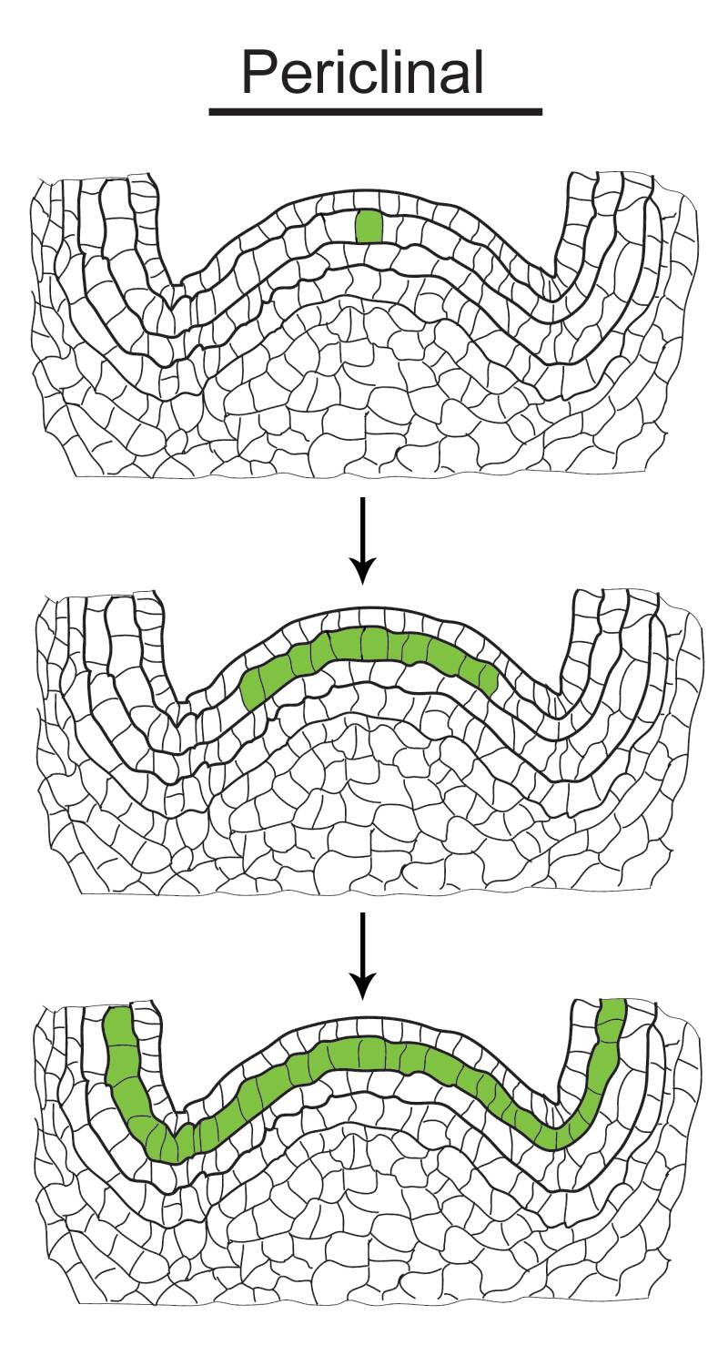 Illustration showing how a periclinal chimera mutation develops.
