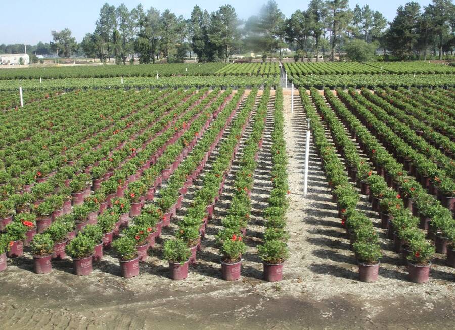 Photo with rows of clone plants in an outdoor field.
