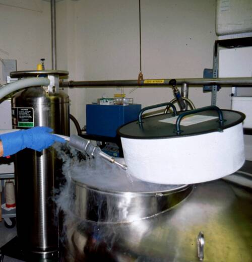 Photo of a liquid nitrogen tank for cryopreservation with lid open.