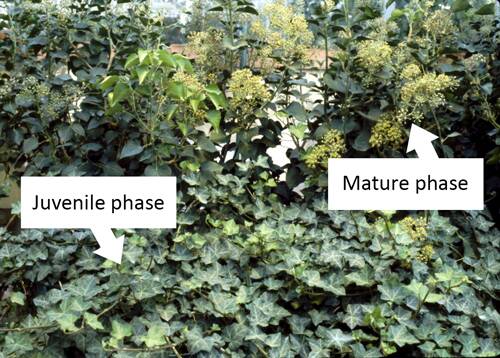 Photo identifying the two different phases of English ivy growing beside each other.