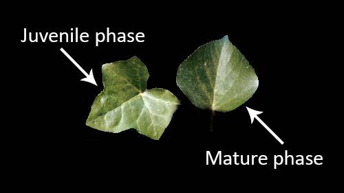 Photo showing the differences between the leaves of English ivy in the juvenile and mature phases.