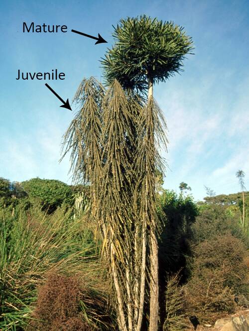 Photos showing the juvenile vs mature forms of the Pseudopanax plant growing beside each other.