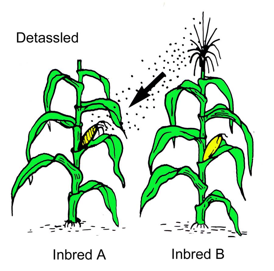 Illustration of two inbred lines of corn, with pollination occurring between them.