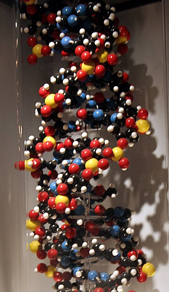 Photograph of a model of a DNA double helix