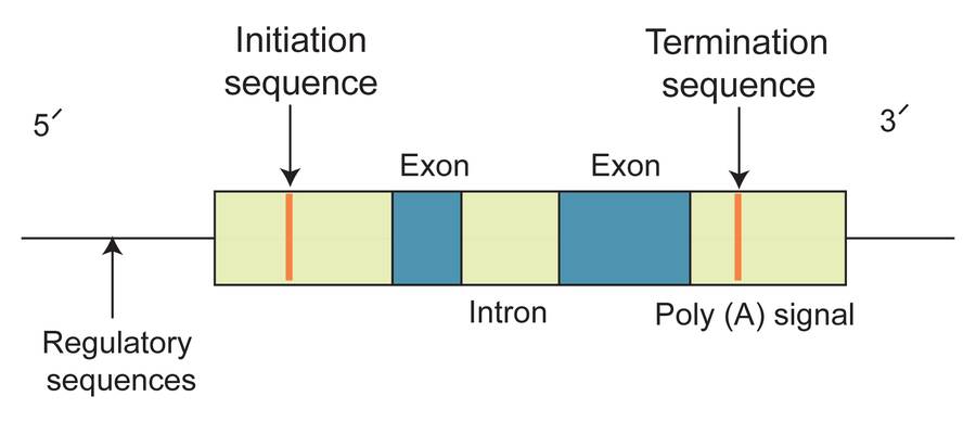 Diagram of a gene that illustrates the sequence described in the text.
