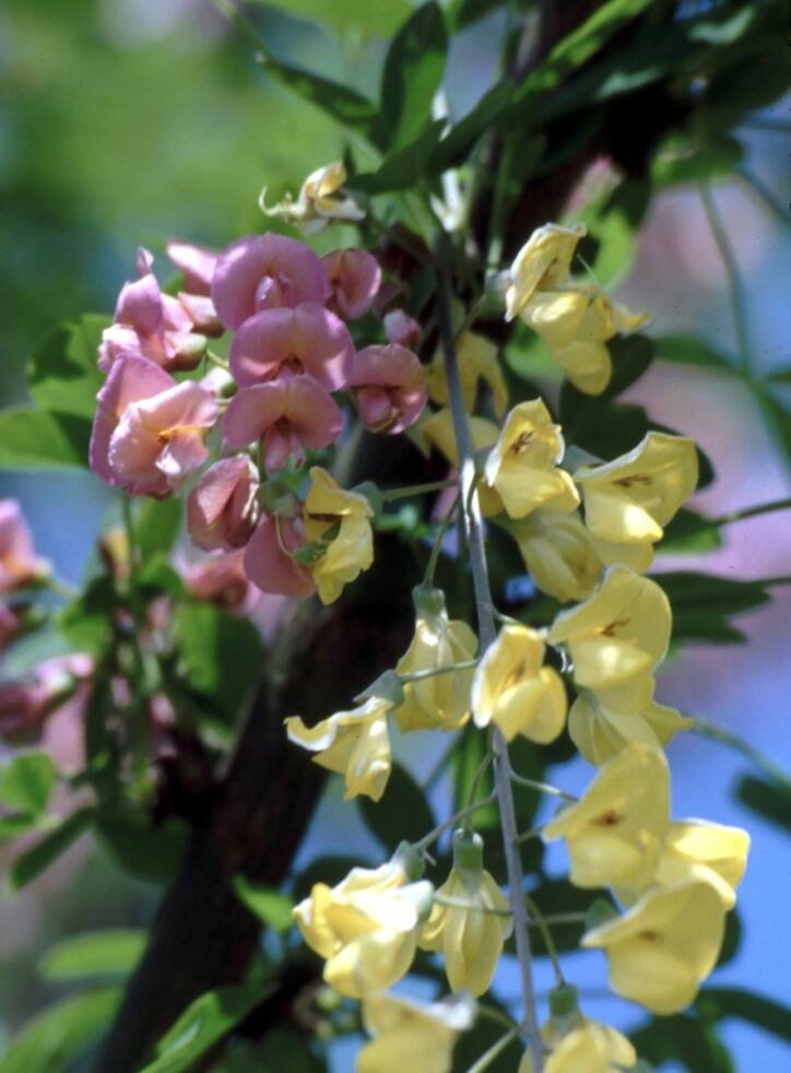 Photo of the yellow and purple flowers of +Laburnocytisus adamii.